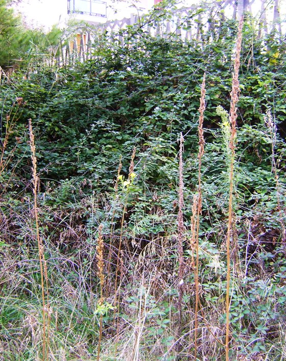 Senza foglie basali - Oenothera sp.